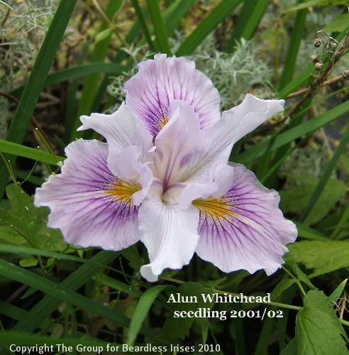 Alun Whitehead - seedling 2001_02